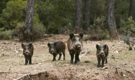 Comment déclarer et compenser les pertes liées au gibier