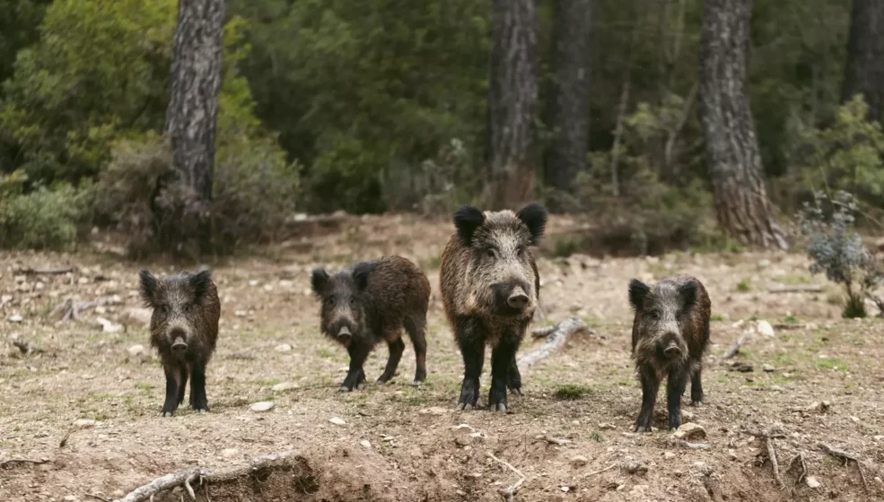 Comment déclarer et compenser les pertes liées au gibier