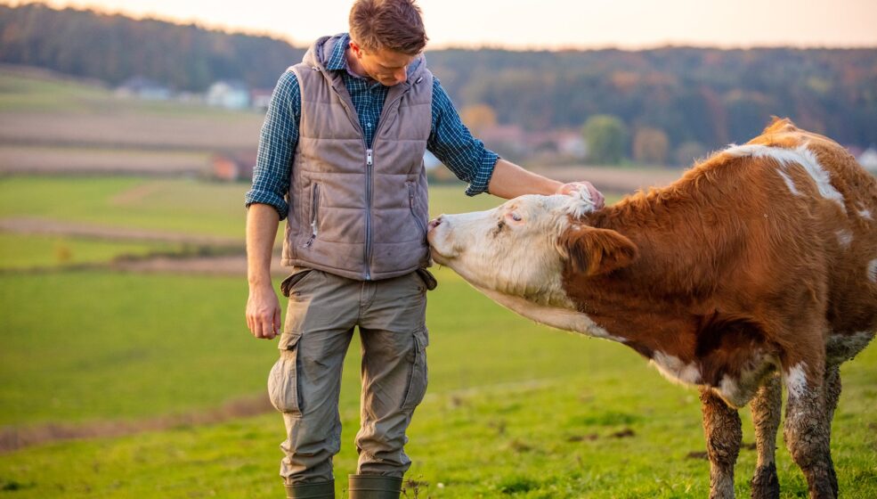 Investir dans le cheptel français pour soutenir l’agriculture