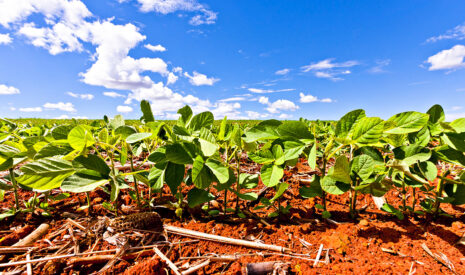 Le soja sécurisé par une dérogation herbicide en 2026