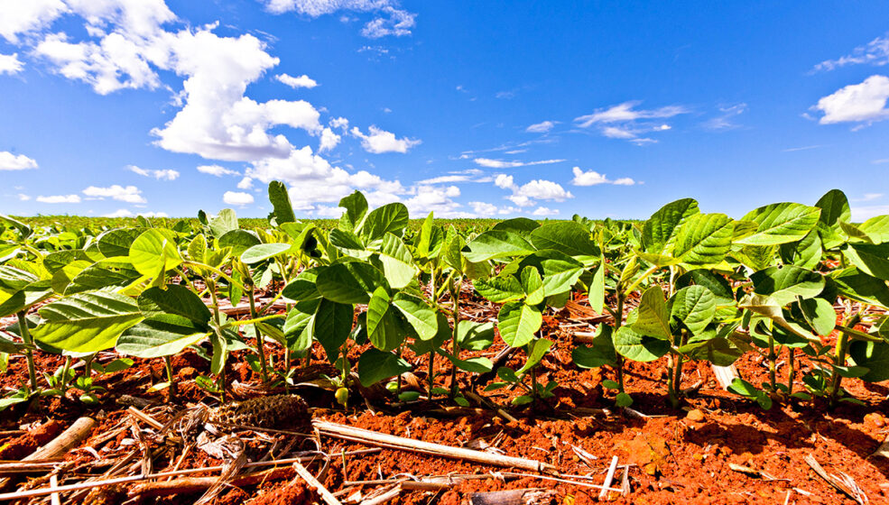 Le soja sécurisé par une dérogation herbicide en 2026