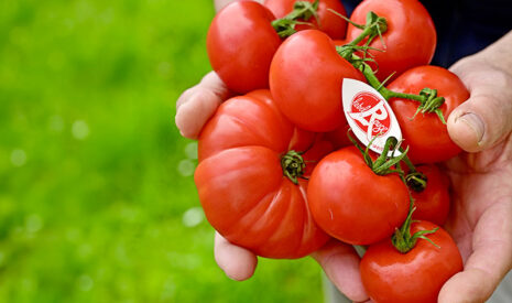 La Tomate Label Rouge vise 250 tonnes pour sa saison 2026