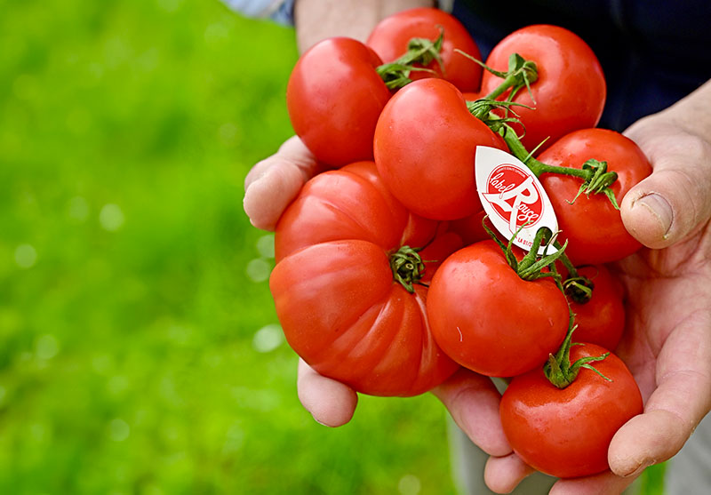 La Tomate Label Rouge vise 250 tonnes pour sa saison 2026
