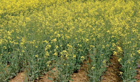 Fertilisation : la sortie d’hiver sonne l’heure de l’estimation de la biomasse