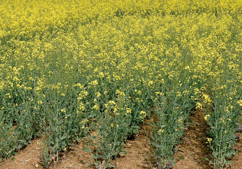 Fertilisation : la sortie d’hiver sonne l’heure de l’estimation de la biomasse