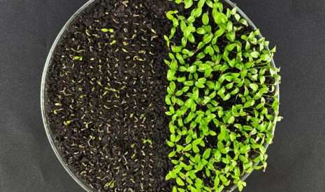 Une accélération stratégique pour Cérience et SEED IN TECH