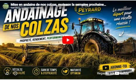Mise en andains de nos colzas, moisson la semaine prochaine…