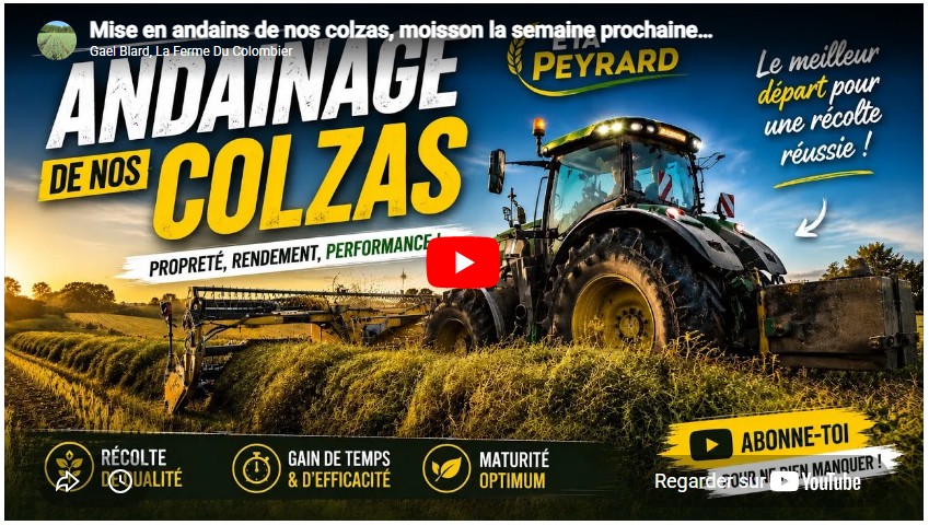 Mise en andains de nos colzas, moisson la semaine prochaine…