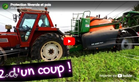 Protection féverole et pois
