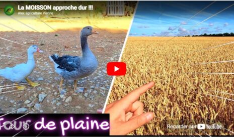La moisson approche dur !!!