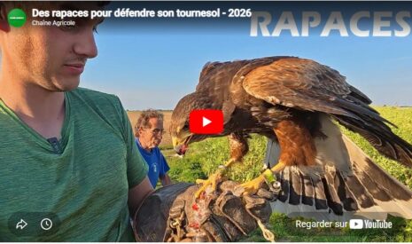 Des rapaces pour défendre son tournesol – 2026