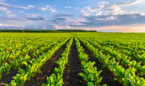 Corteva Agriscience étend l&rsquo;usage de ses fongicides Univoq, Quench et Qaptive pour la betterave