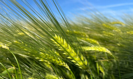 SECOBRA présente LAROCHEL, nouvelle orge d’hiver pour la filière brassicole