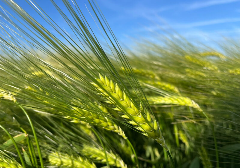 SECOBRA présente LAROCHEL, nouvelle orge d’hiver pour la filière brassicole
