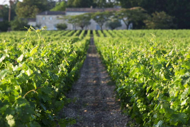 Photo d'un vignoble