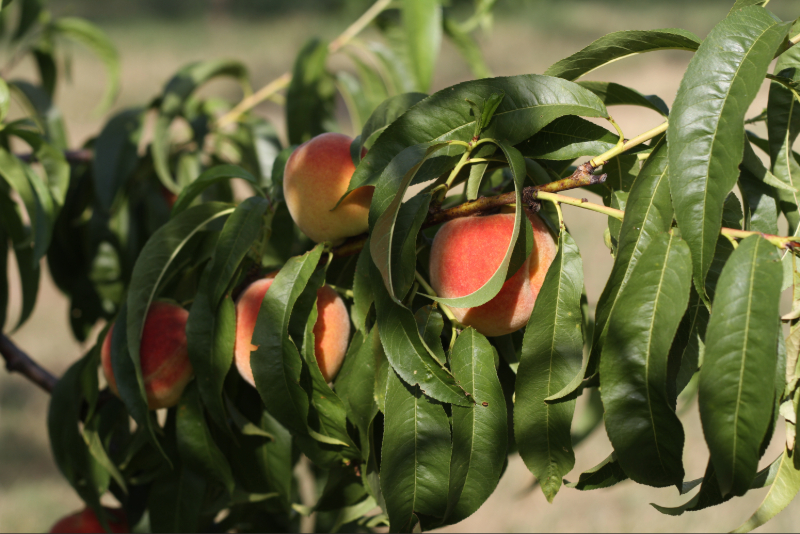agronomie biostimulants en maraîchage