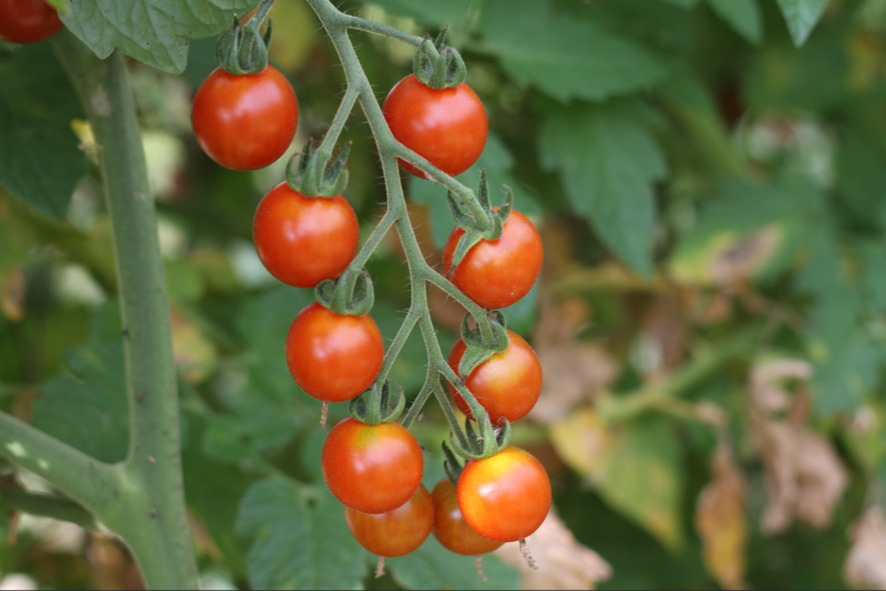 agronomie biostimulants en maraîchage