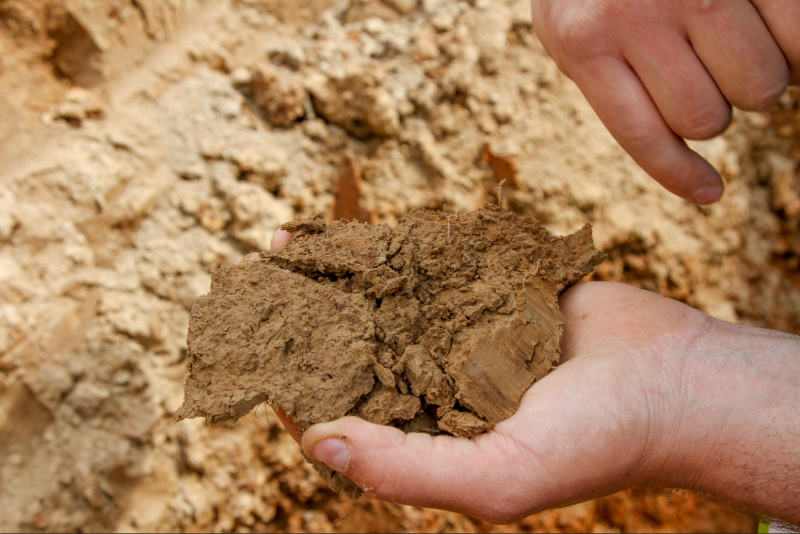 agronomie biostimulants en maraîchage