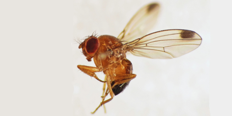 Récolte des cerises : des arboriculteurs alertent sur la Drosophila suzukii