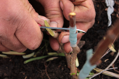 À Jonville-en-Woëvre, la formation au greffage d’arbres fruitiers s’organise