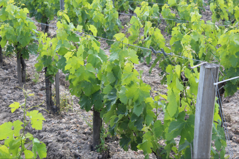 champ de vigne