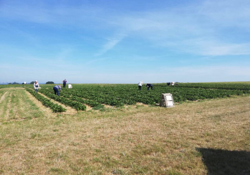 Fraises et asperges pour créer de la valeur en circuit court