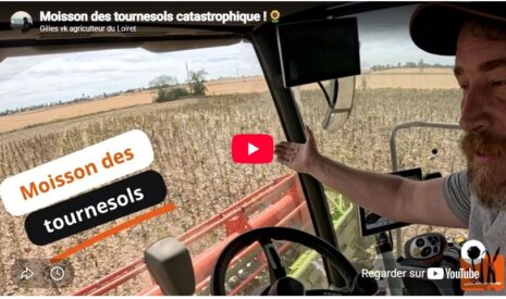 Moisson des tournesols catastrophique !