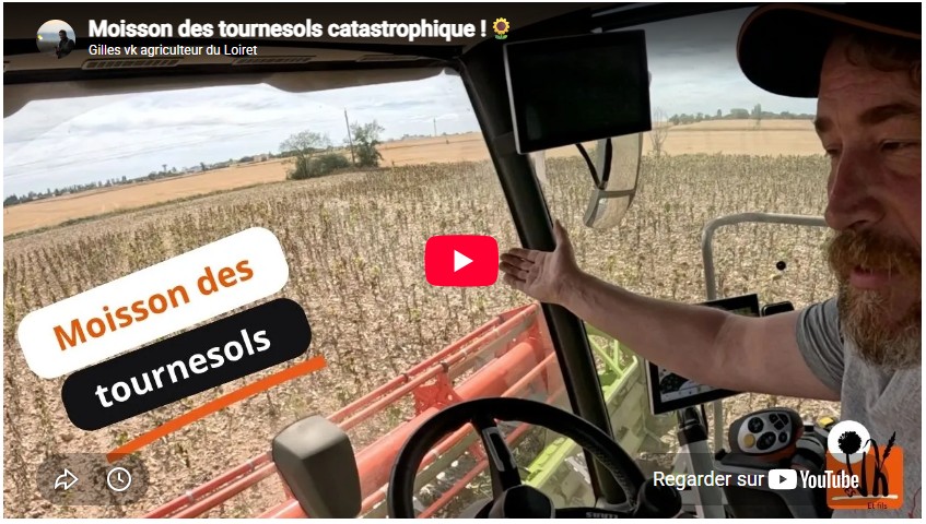 Moisson des tournesols catastrophique !