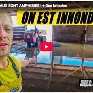 Les taureaux sont amphibies ! + des bricoles