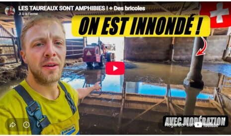 Les taureaux sont amphibies ! + des bricoles