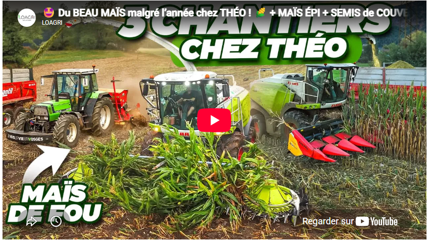 Du beau maïs malgré l’année chez Théo ! maïs épi + semis de couvert !