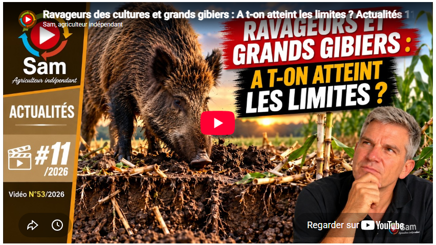 Ravageurs des cultures et grands gibiers : A t-on atteint les limites ? Actualités 11/2026