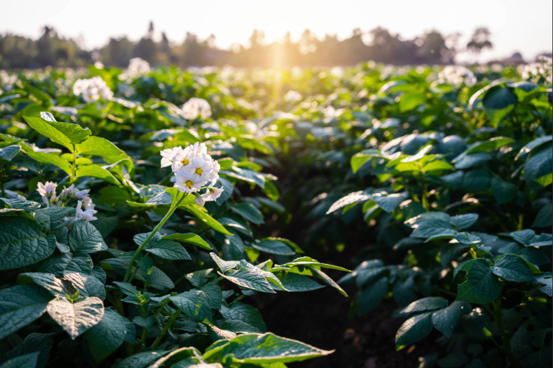Certis Belchim présente Flexum®, un insecticide hybride pour cultures spécialisées