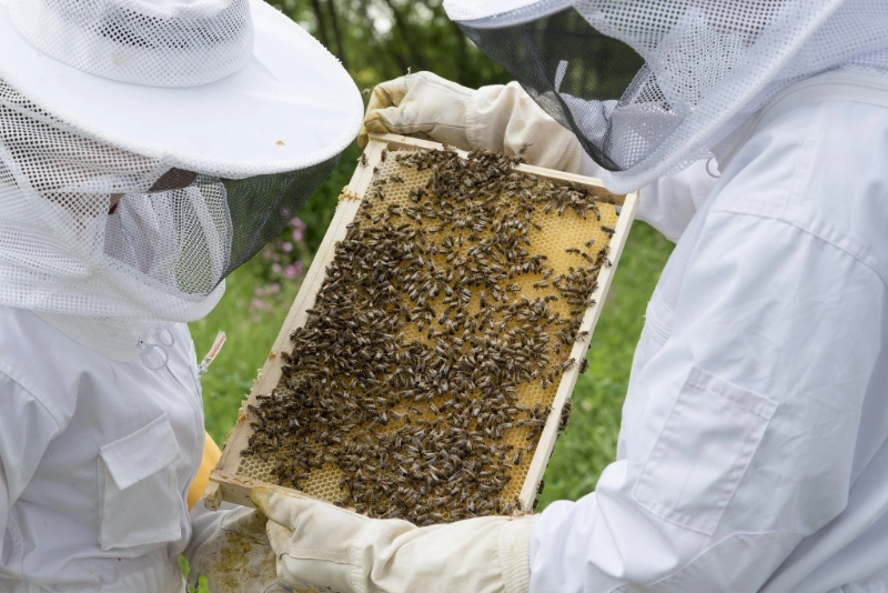 Apiculture : l’Api’Week met en lumière une filière sous pression climatique