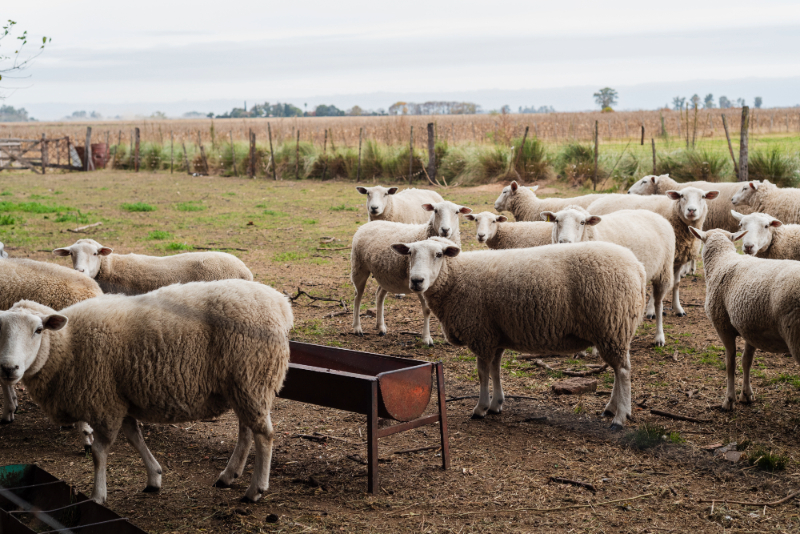 Filière ovine : la baisse de la consommation ne renforce pas l’autosuffisance.