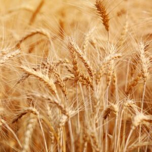 Protection des céréales : même sans pression apparente, l’impasse peut coûter cher